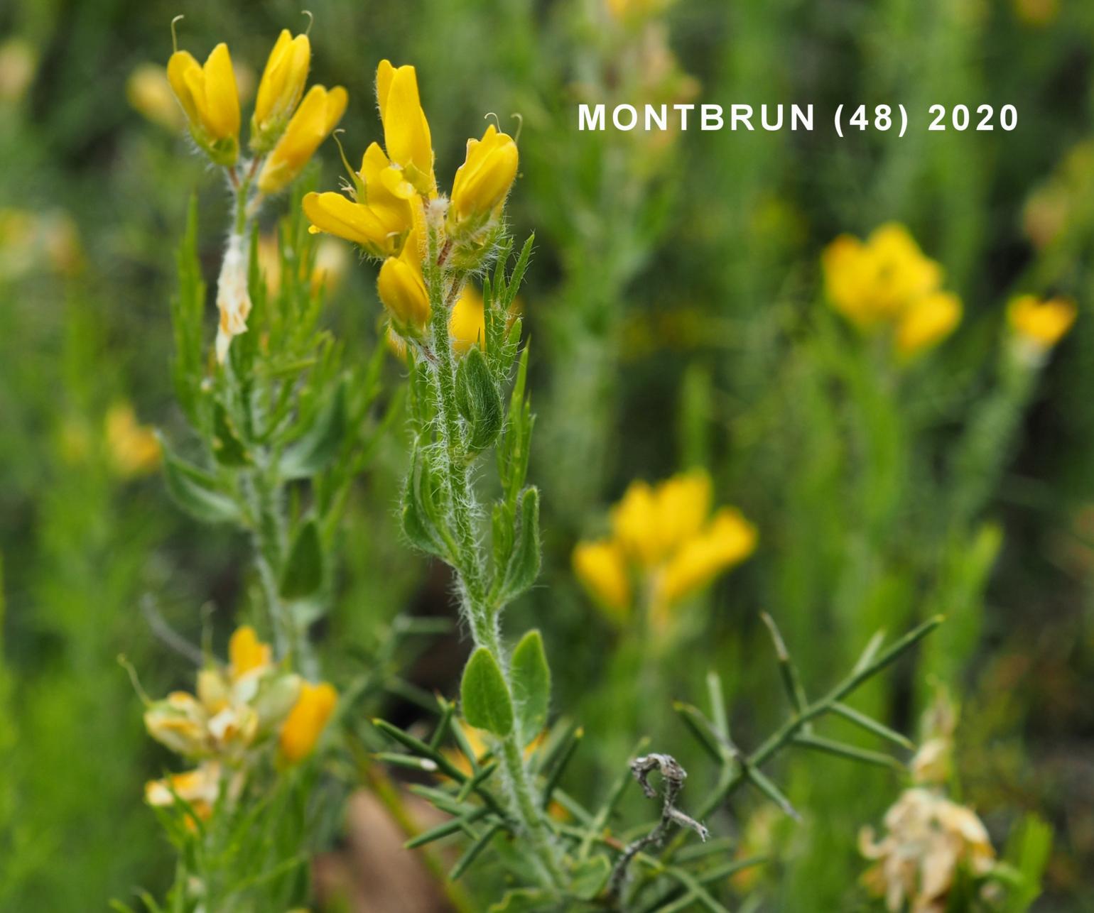 Gorse, Spanish